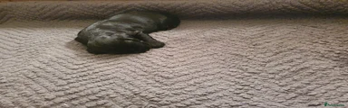 Cocker Spaniel 6
