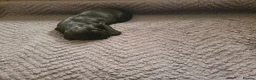 Cocker Spaniel dogs for sale: KC registered working Cocker Spaniels  in Hereford - Advert 14