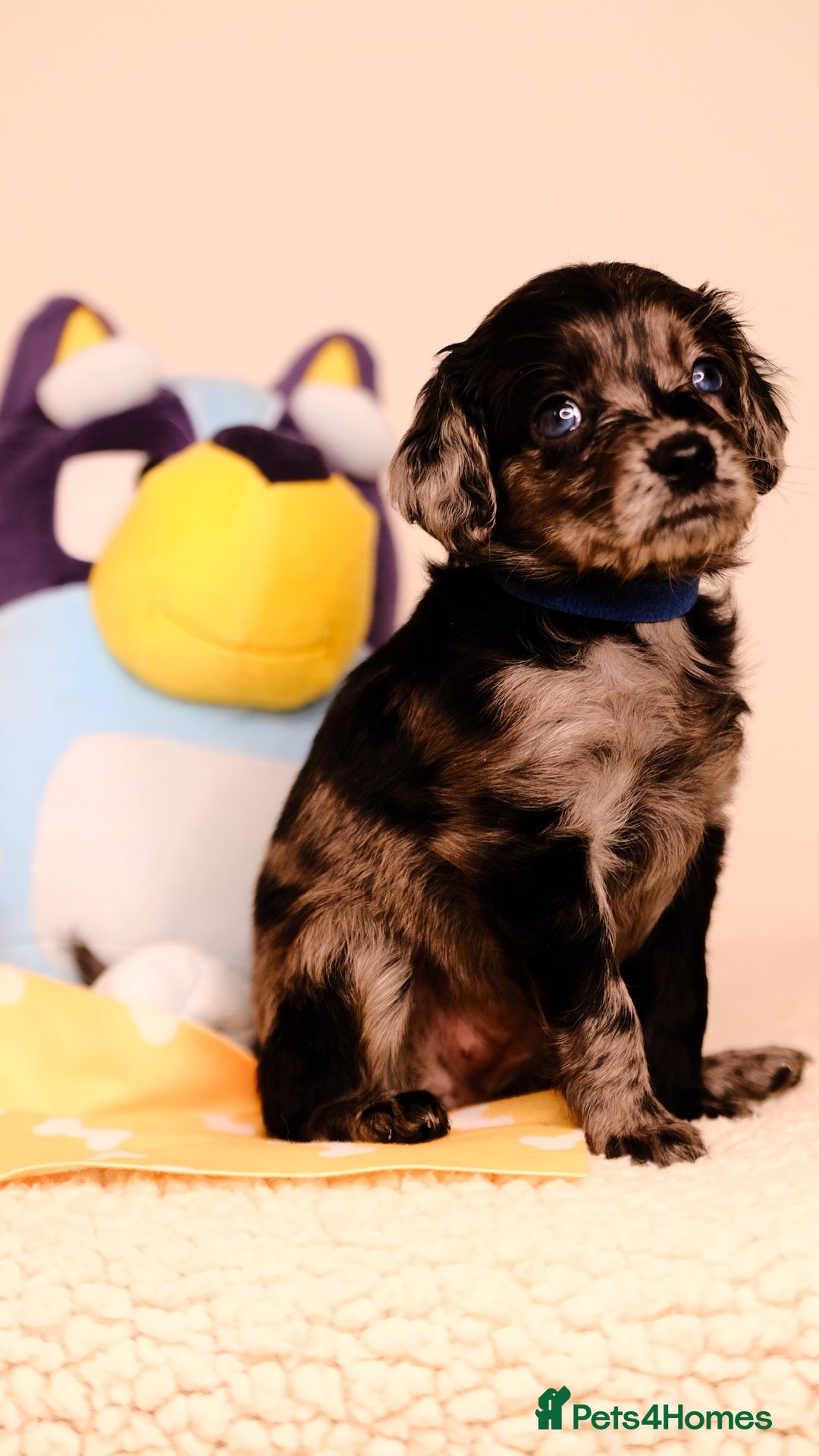 Mixed Breed dogs for sale: 8 UNIQUE Spaniel x Poodle Puppies - Image 5