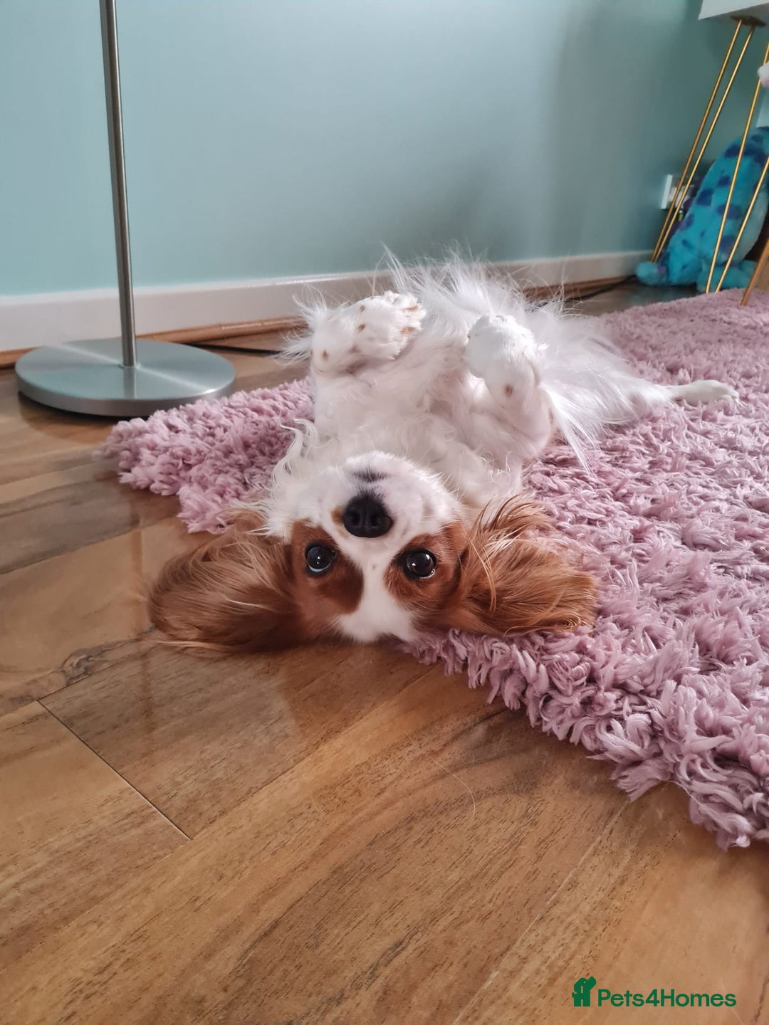 Cavalier King Charles Spaniel dogs for sale: Cavalier King Charles Spaniel 3 x puppies - Advert 4