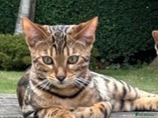 Bengal cats - Advert 1