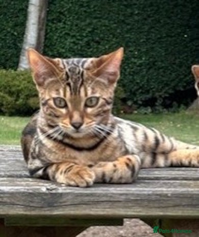 Bengal cats - Advert 1