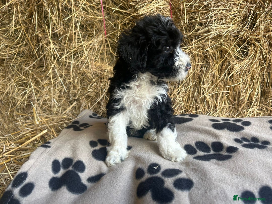 Bordoodle dogs for sale: Beautiful Bordoodle puppies - Image 10