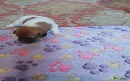 Jack Russell dogs for sale: Adorable Jack russell x pomeranian pups for sale - Image 4