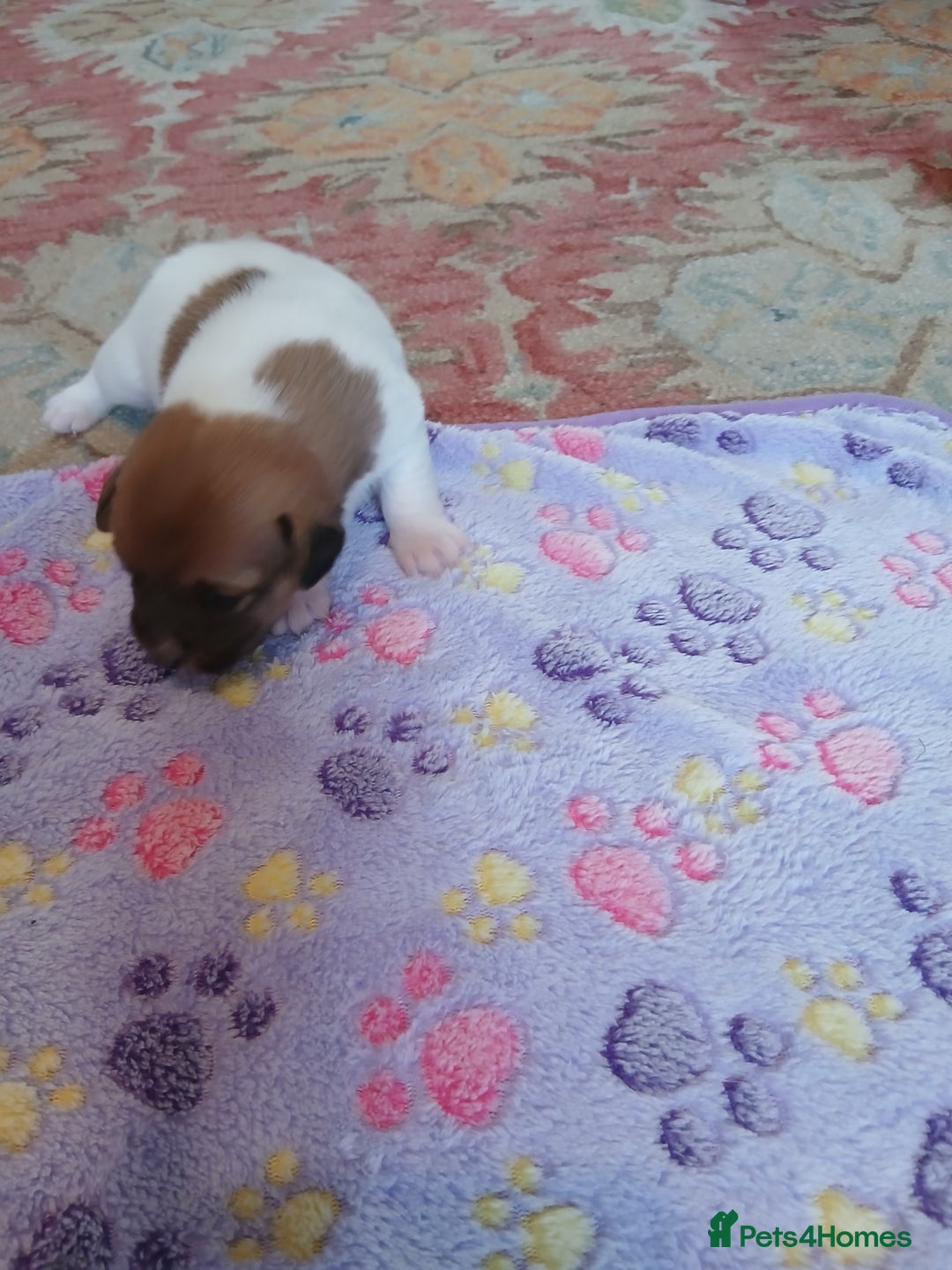 Jack Russell dogs for sale: Adorable Jack russell x pomeranian pups for sale - Image 4