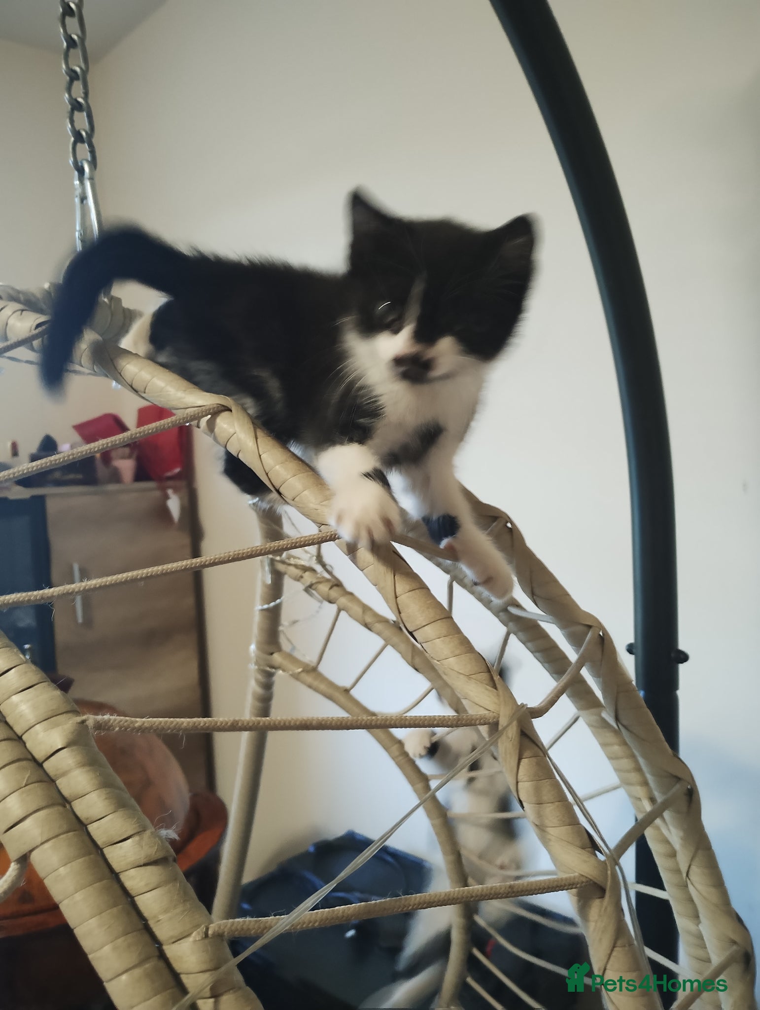 Mixed Breed cats The only girl - Advert 18