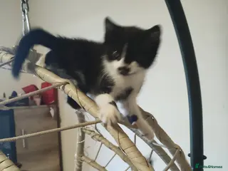 Mixed Breed cats The only girl - Advert 18