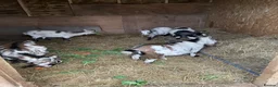 Goats livestock for sale: Pigmy goats  - Advert 8