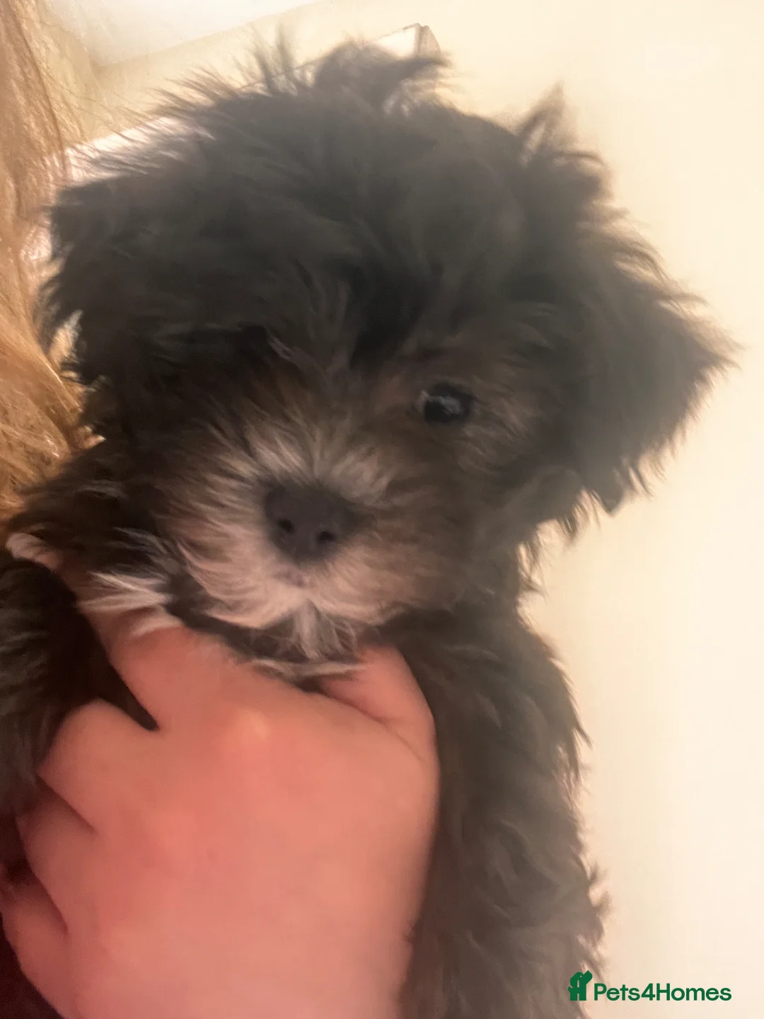 Mixed Breed dogs for sale: Male Puppy  13 weeks  - Advert 2