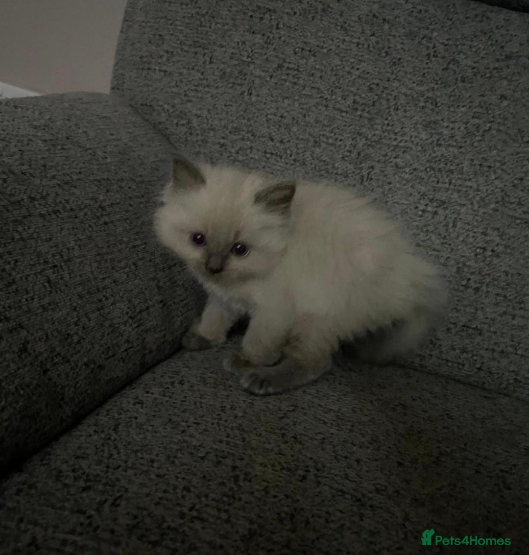 Ragdoll cats for sale: Beautiful GCCF Ragdoll Kittens  - Advert 15