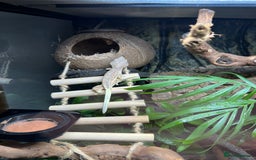 Gecko reptiles for sale: Crested Gecko 'Frankie' looking for 5* home - Image 8
