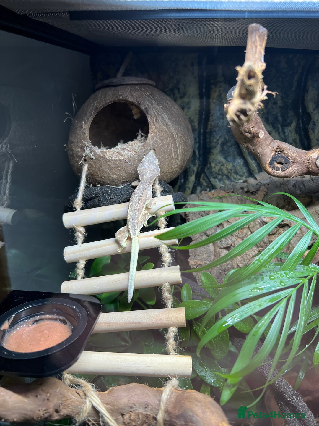 Gecko reptiles for sale: Crested Gecko 'Frankie' looking for 5* home - Image 8
