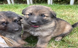 German Shepherd dogs for sale: German shepherd pups  - Image 8