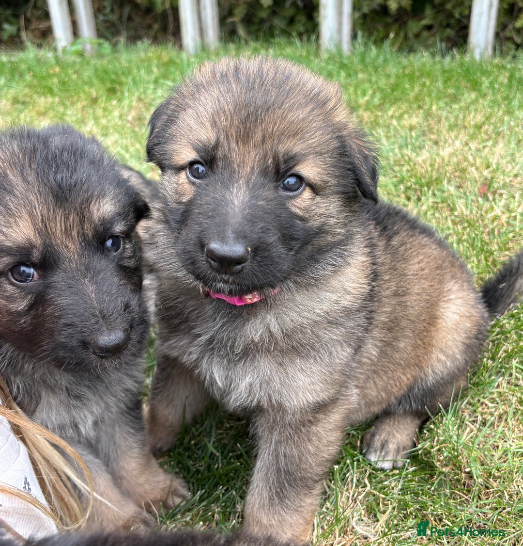 German Shepherd dogs for sale: German shepherd pups  - Image 8