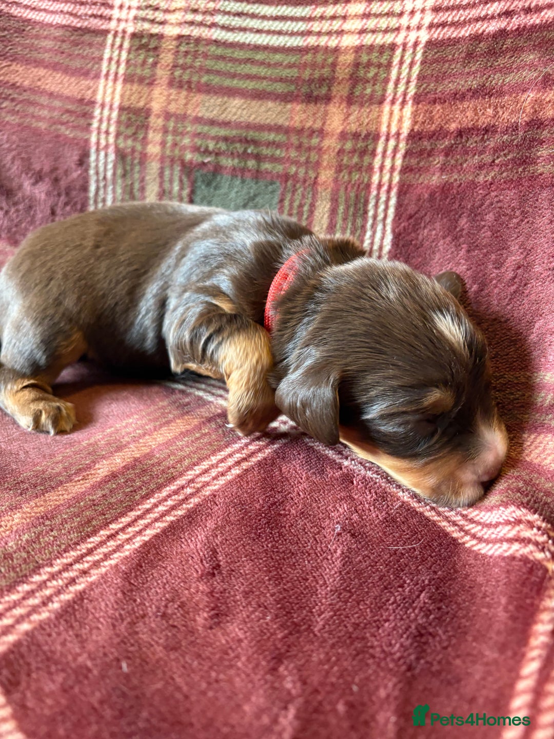 Mixed Breed dogs for sale: Beautiful Cocker X Puppies  - Advert 24