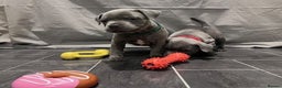 Staffordshire Bull Terrier dogs for sale: 2 Beautiful Male Blue Staffy Puppies - Advert 24