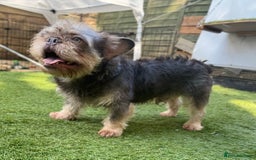 French Bulldog dogs for stud: Male French Bulldog STUD in Halifax - Image 1