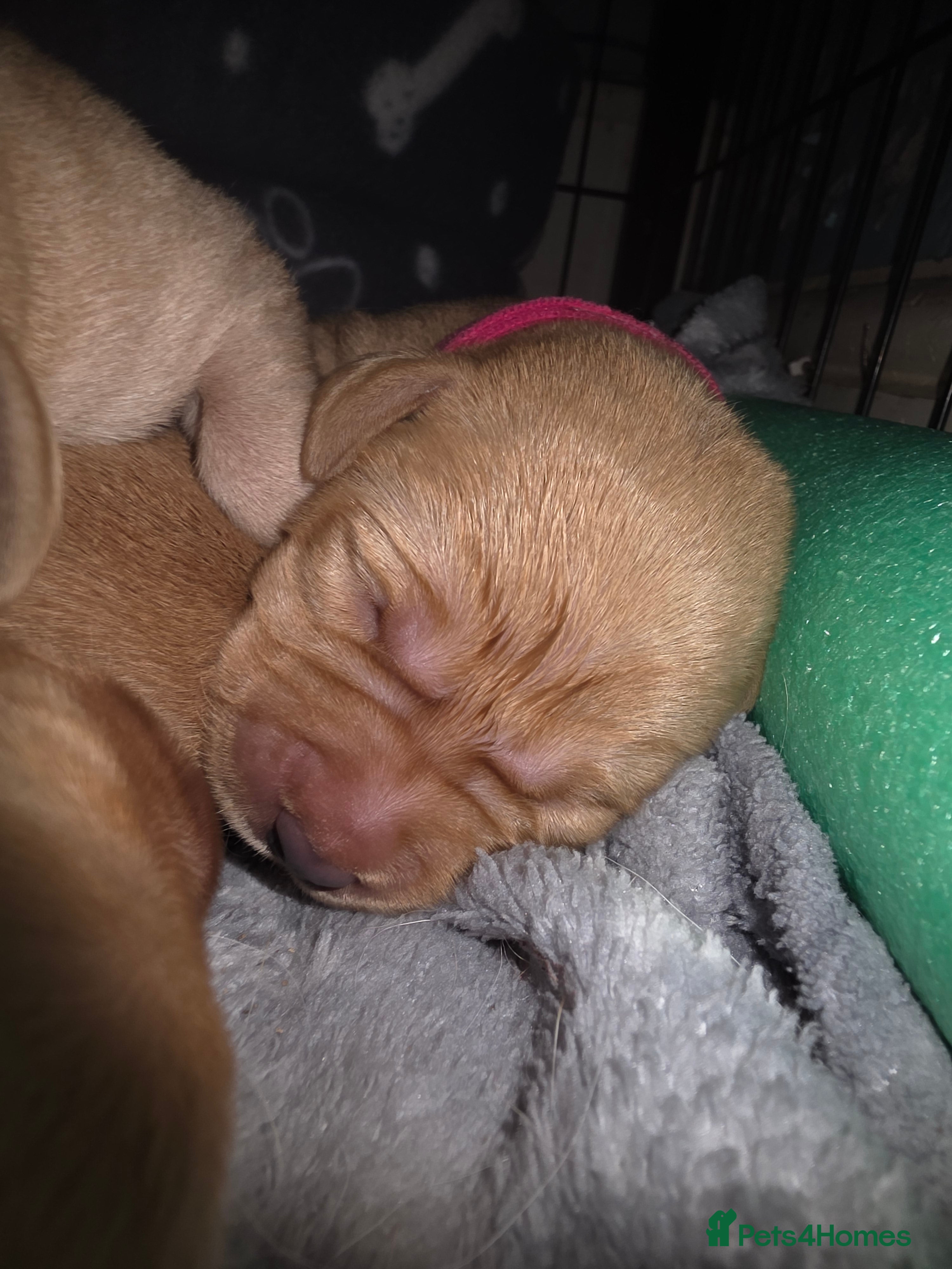 Labrador Retriever Puppy 6