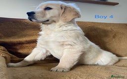 Golden Retriever dogs for sale: KC Registered Golden Retriver Puppies - Image 15
