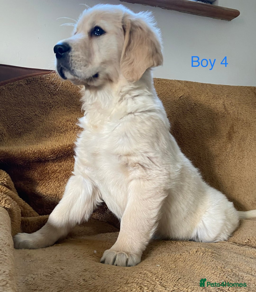 Golden Retriever dogs for sale: KC Registered Golden Retriver Puppies - Image 15
