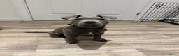 Staffordshire Bull Terrier dogs for sale: 12 week old Staffordshire bull terrier - REHOMING  - Advert 4