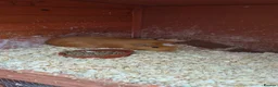 Guinea Pig rodents for sale: 3 guinea pigs to good homes  in Sheerness - Advert 2