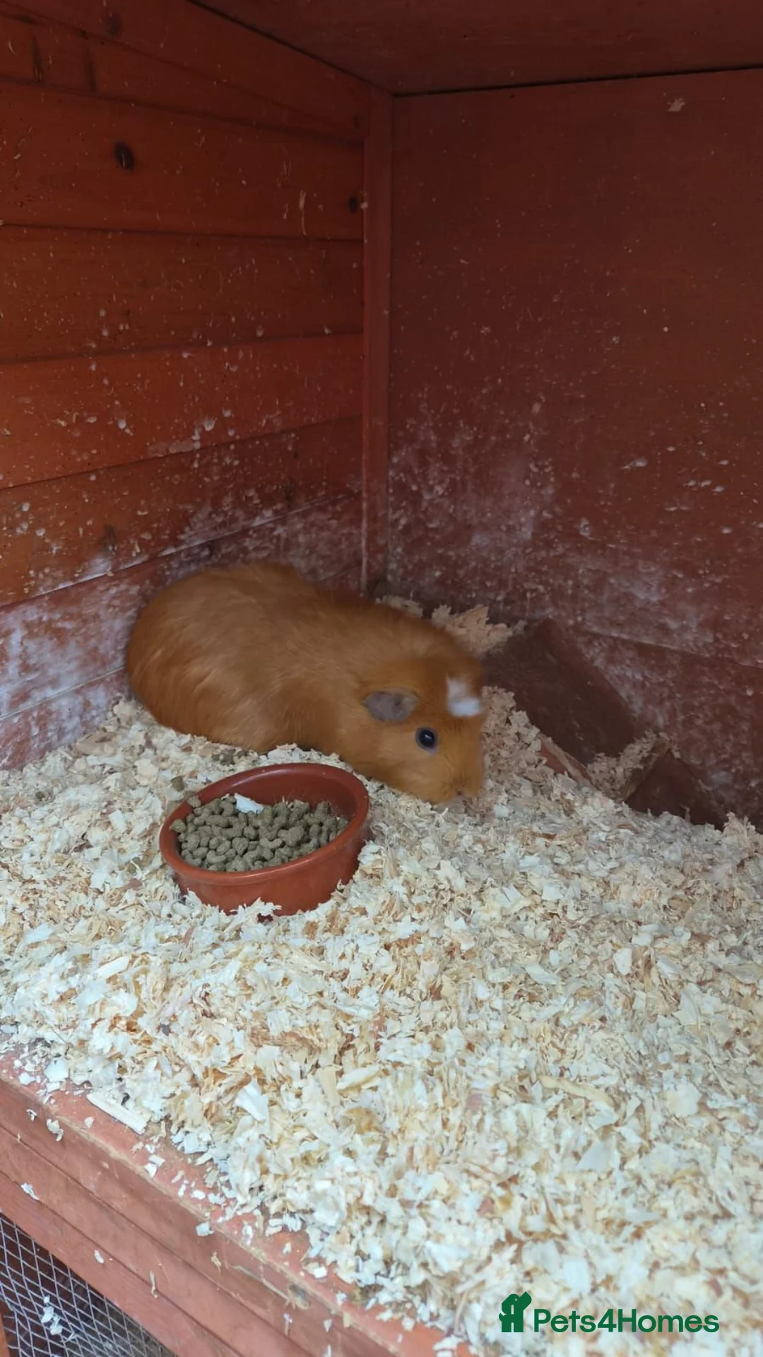 Guinea Pig rodents for sale: 3 guinea pigs to good homes  in Sheerness - Advert 2