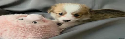 Welsh Corgi Pembroke dogs for sale: Corgi Puppies for Loving Homes – 1 Male, 1 Females - Advert 15