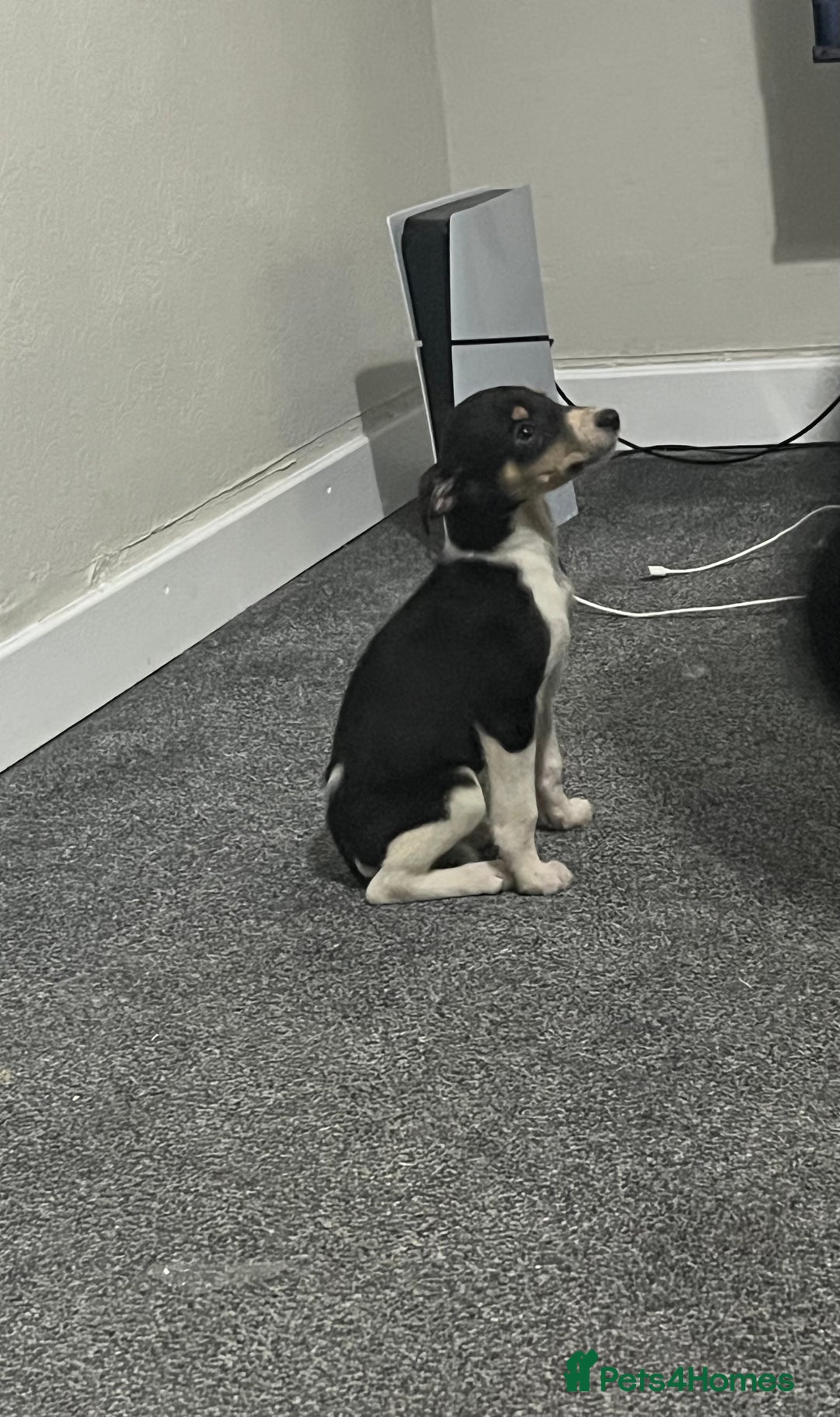 Whippet dogs for sale: Beautiful whippet puppies  - Advert 8