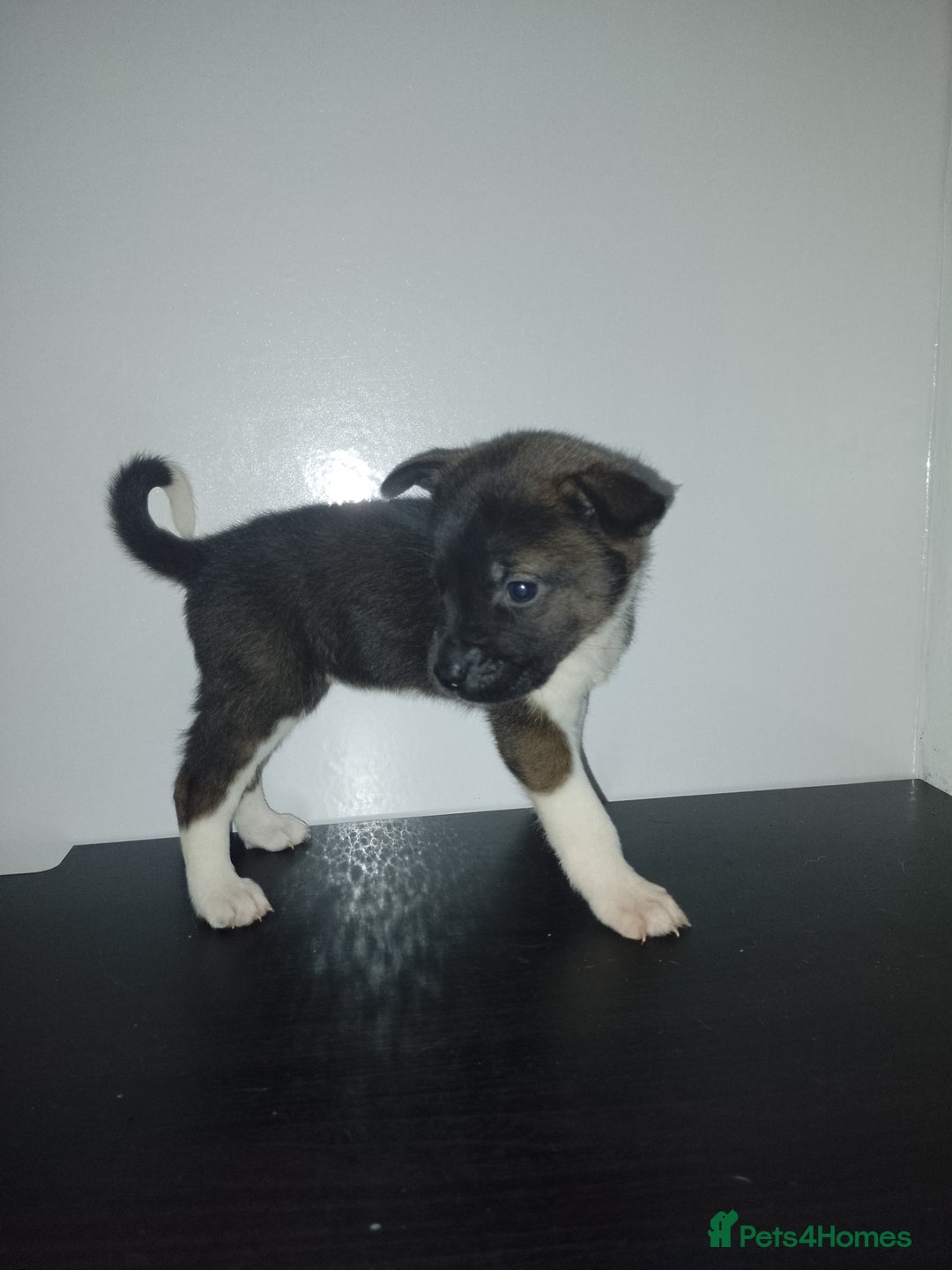 Mixed Breed dogs for sale: Staffy x Akita Puppies - Advert 2