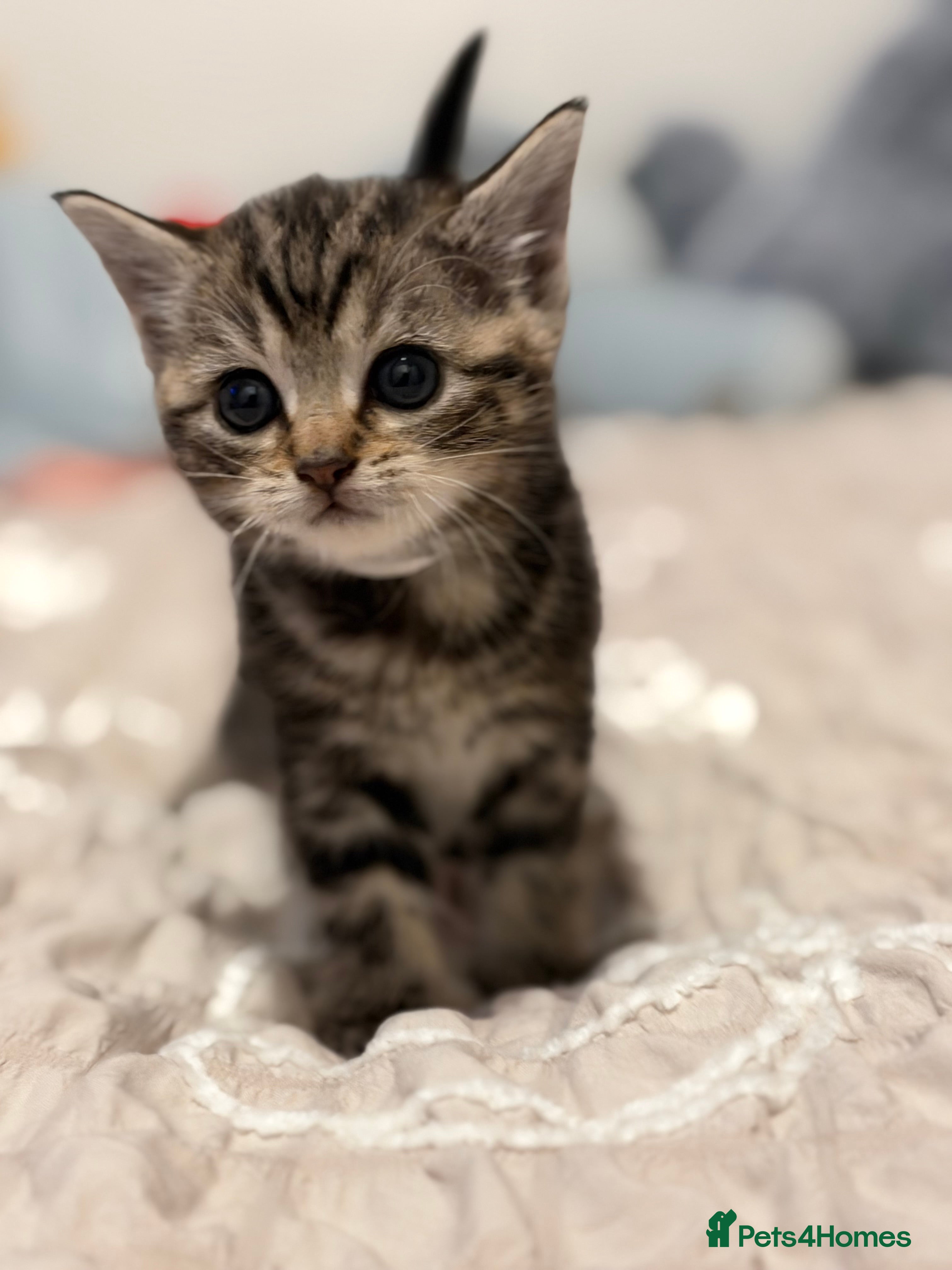British Shorthair cats for sale: Beautiful British-shorthair kittens - Advert 2