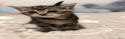 British Shorthair cats for sale: Beautiful British-shorthair kittens - Advert 2