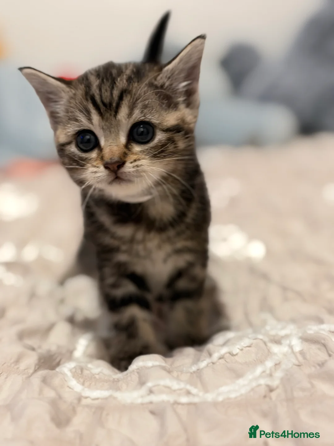 British Shorthair cats for sale: Beautiful British-shorthair kittens - Advert 2