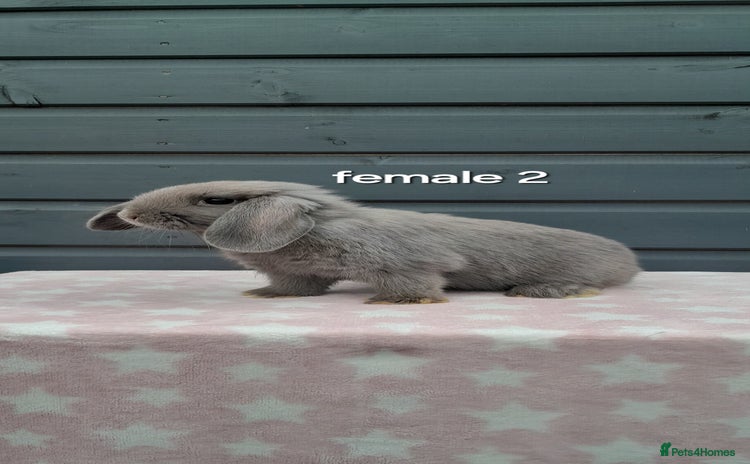 Mini Lop rabbits - Advert 1
