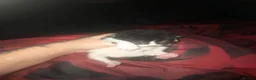 Mixed Breed cats for sale: 3 kittens - Advert 2