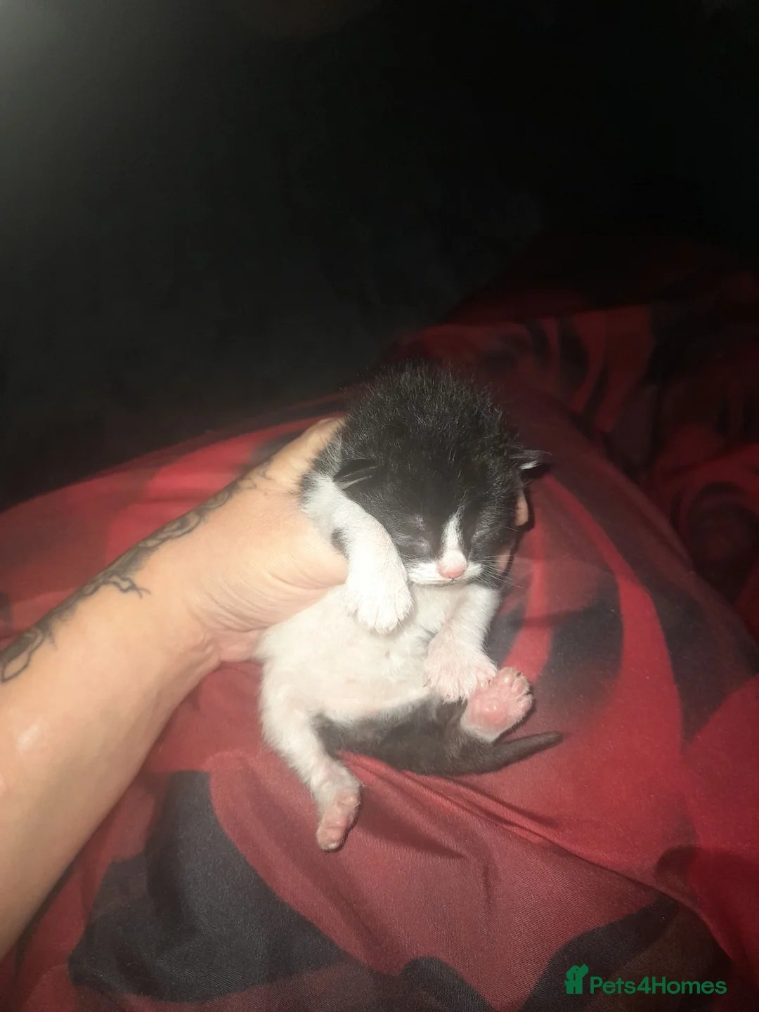 Mixed Breed cats for sale: 3 kittens - Advert 2