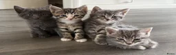 Mixed Breed cats for sale: Kittens in Norwich - Advert 18
