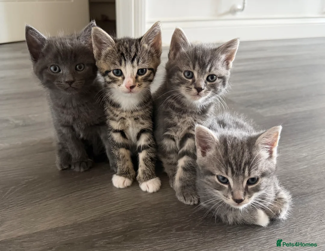 Mixed Breed cats for sale: Kittens in Norwich - Advert 18