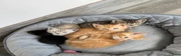Mixed Breed cats for sale: 5 Very friendly kittens ready for a loving home in Lutterworth - Advert 8