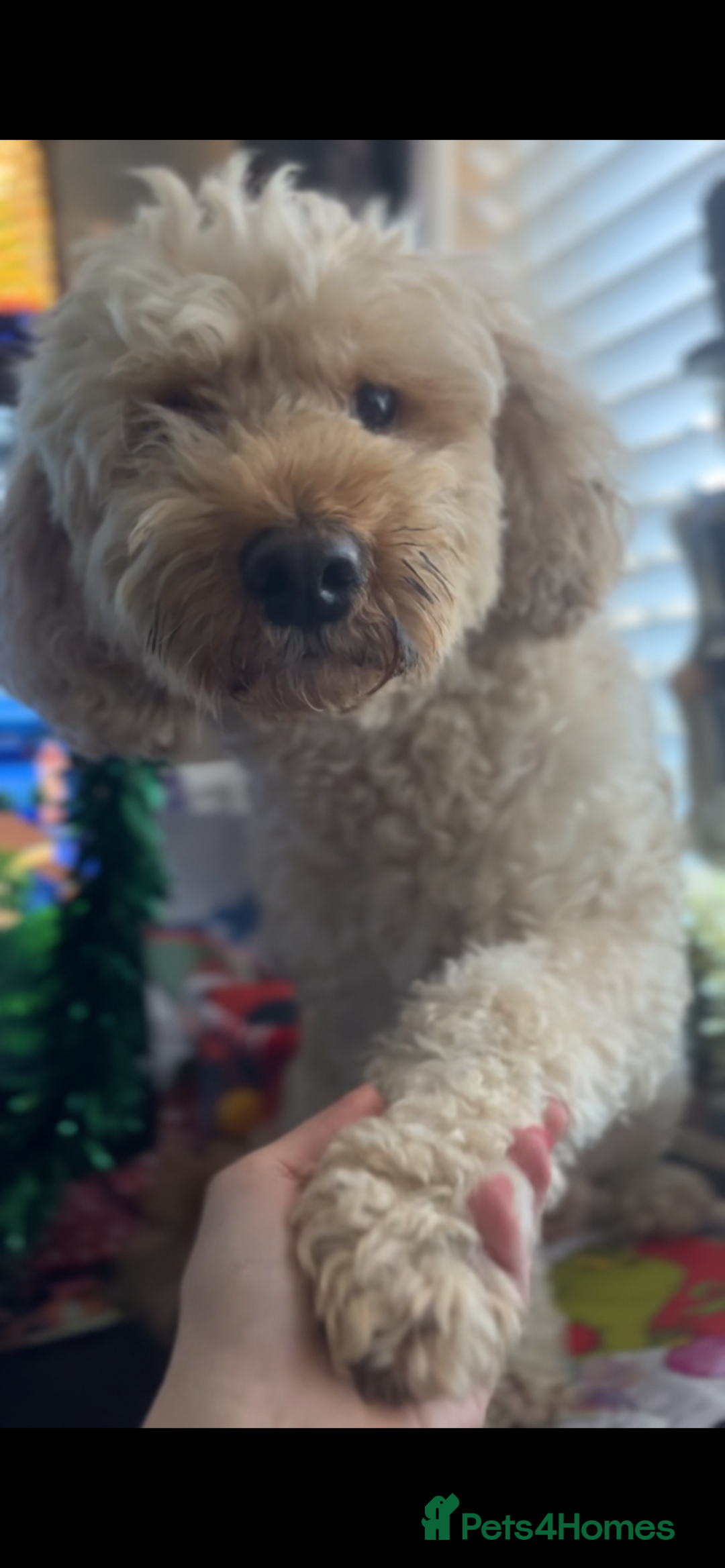 Mixed Breed dogs for sale: Beautiful staffypoos on the way!! - Advert 2