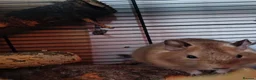 Degus rodents for sale: Two female degus! in Leeds - Advert 4