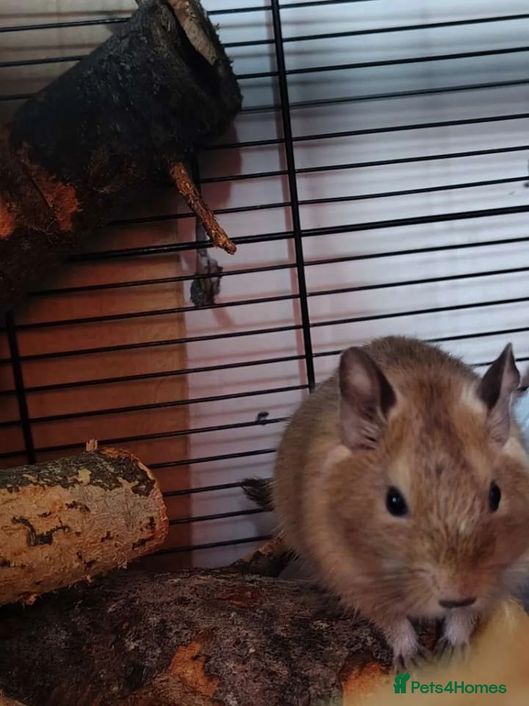 Degus rodents for sale: Two female degus! in Leeds - Advert 4