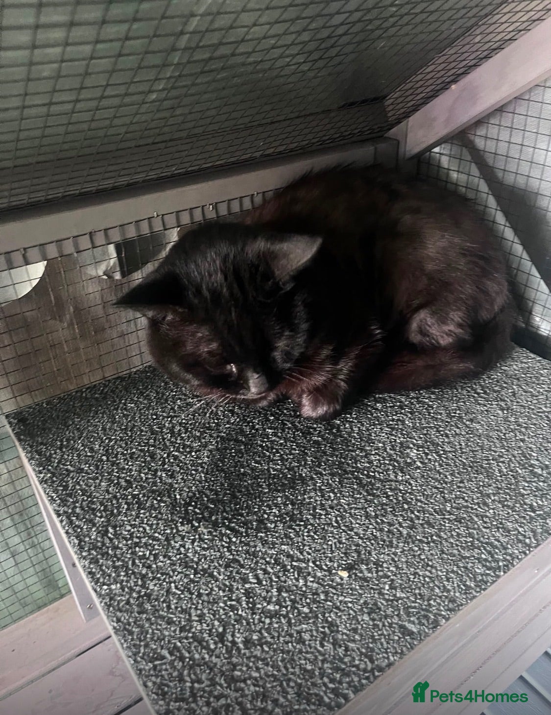 British Shorthair cats 💔  **  NEEDS URGENT FOSTER 💔 - Advert 1