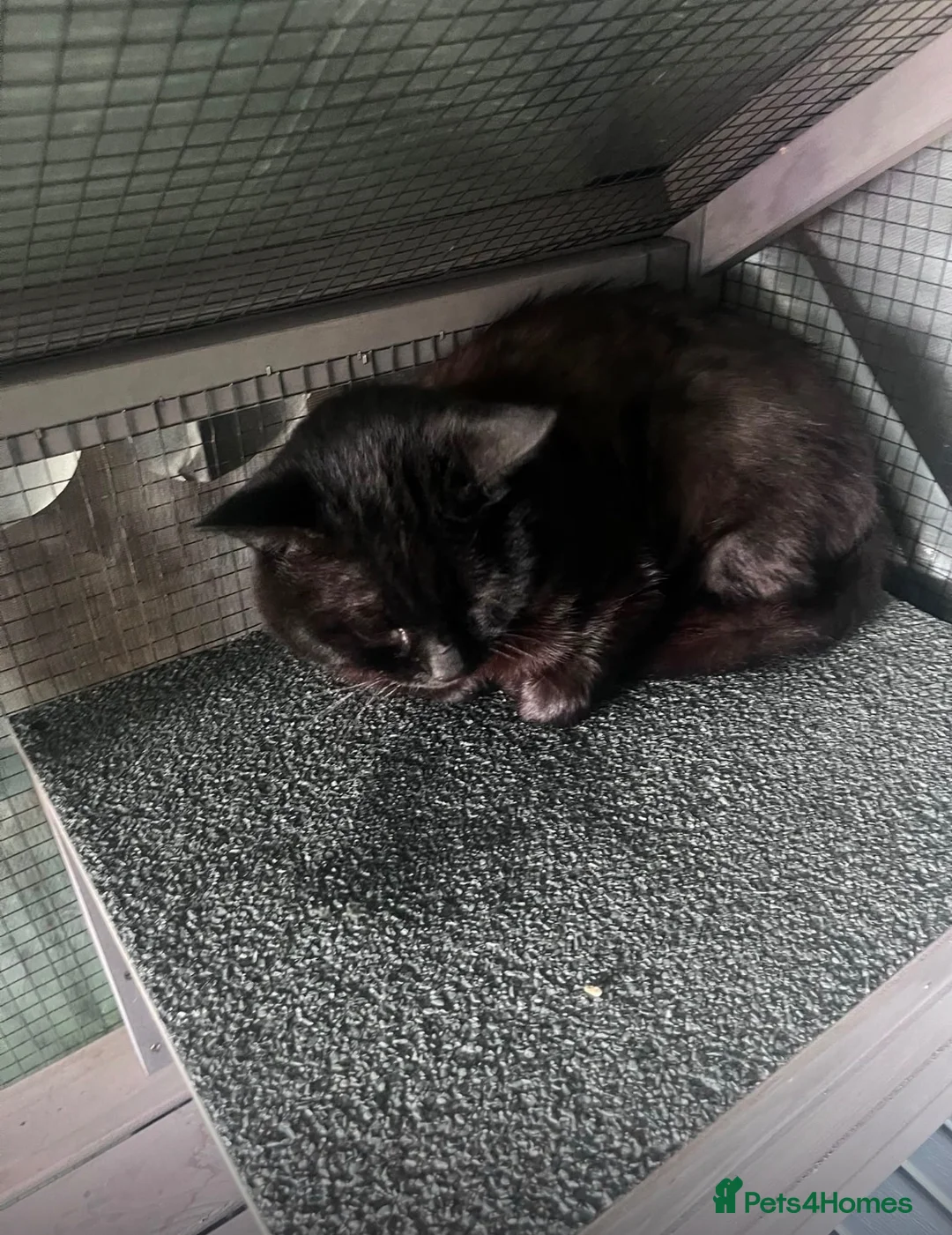 British Shorthair cats for adoption: 💔  **  NEEDS URGENT FOSTER 💔 in Saint Helens - Advert 1