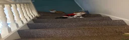 Mixed Breed cats for sale: Beautiful Exotic shorthair mix kittens  - Advert 8