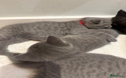 Scottish Fold cats for sale: Scottish Fold Kittens  - Image 3