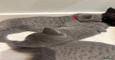 Scottish Fold cats - Advert 1