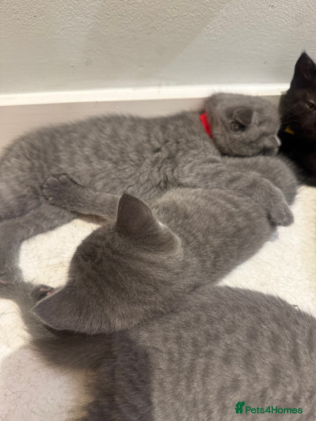 Scottish Fold cats for sale: Scottish Fold Kittens  - Image 3