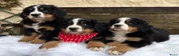 Bernese Mountain Dog dogs for sale: KC Beautiful Bernese  - Advert 8