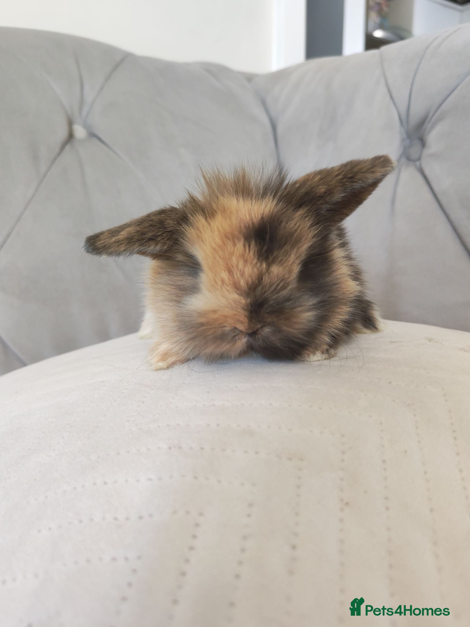 Mini Lion Lop rabbits Lop/ lion head baby bunnys  - Advert 7
